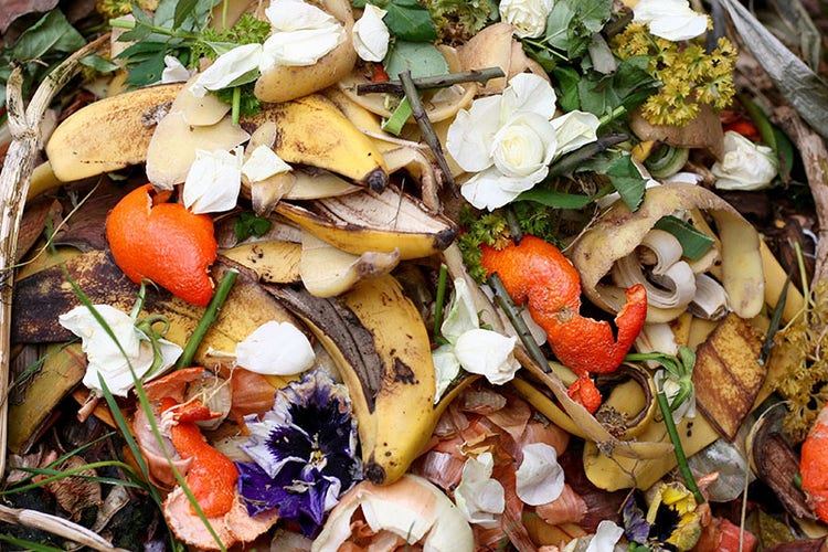 Organic Food Waste