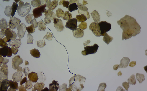 Microplastic fibre found in sediment under microscope