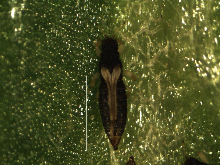 Adult