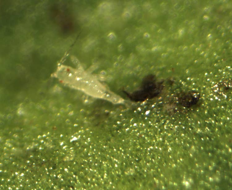 1st instra larva hatching