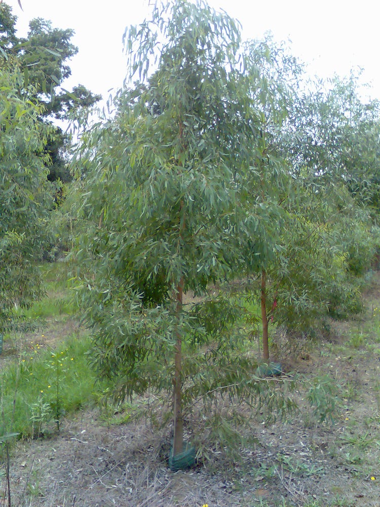 Crebra - one of the focal species