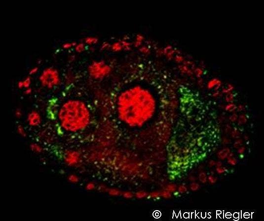 Wolbachia