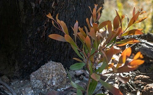 Plant and Rock Landscape