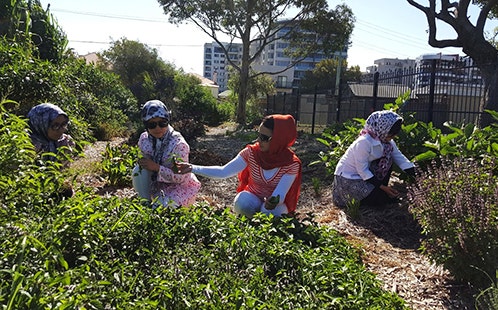 friendship garden
